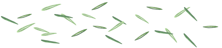 rosemary leaves - divider - PNG